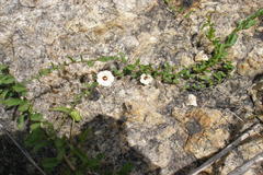 Merremia tridentata subsp. hastata
